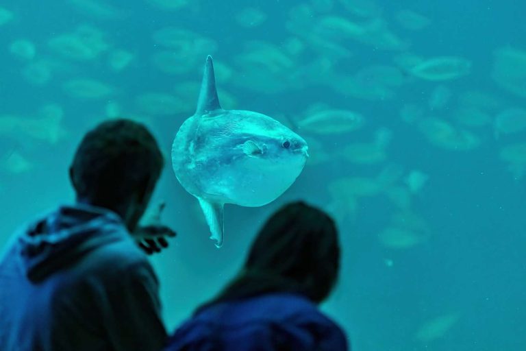 Nordsoeen_Oceanarium_klumpfisk (5)-1600px