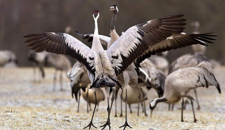 csm_4746168-tranedansen-ved-horborgasjon__FILEminimizer__bcdc0b6231